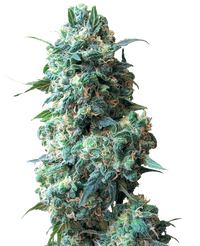 Semi di Afghan Kush Regolari della White Label