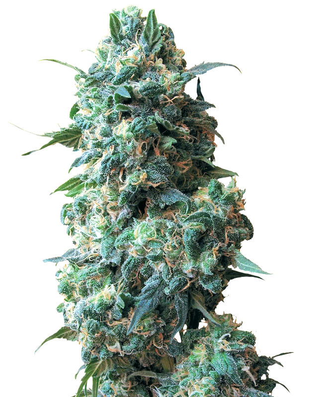 Semi di Afghan Kush Regolari della White Label