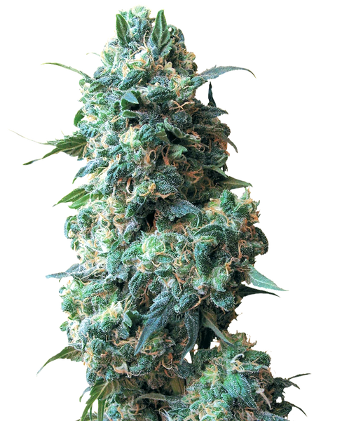 Semi di Afghan Kush Regolari della White Label