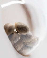 Semi di X Haze Femminizzati della White Label