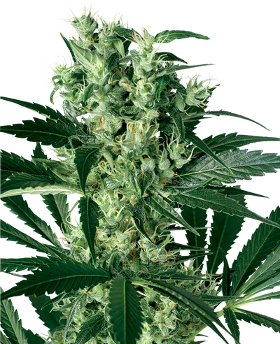 Semi di X Haze Femminizzati della White Label
