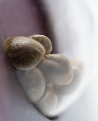 Semi di Shiva Skunk Femminizzati