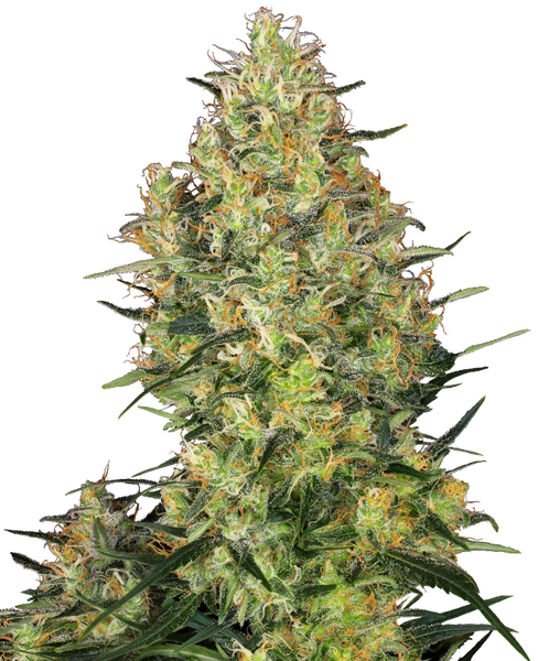 Semi di Shiva Skunk Femminizzati