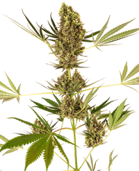 Semi di Alpine Delight CBD Automatic
