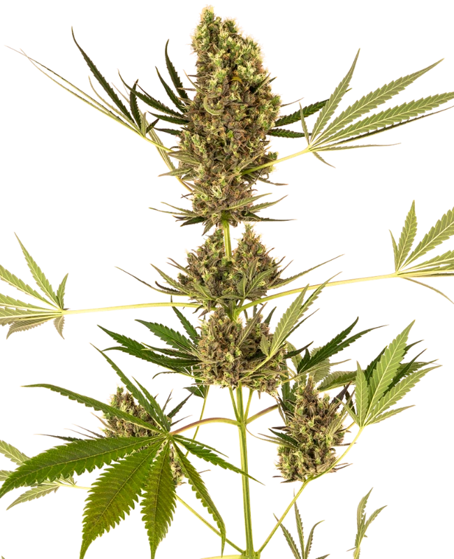 Semi di Alpine Delight CBD Automatic