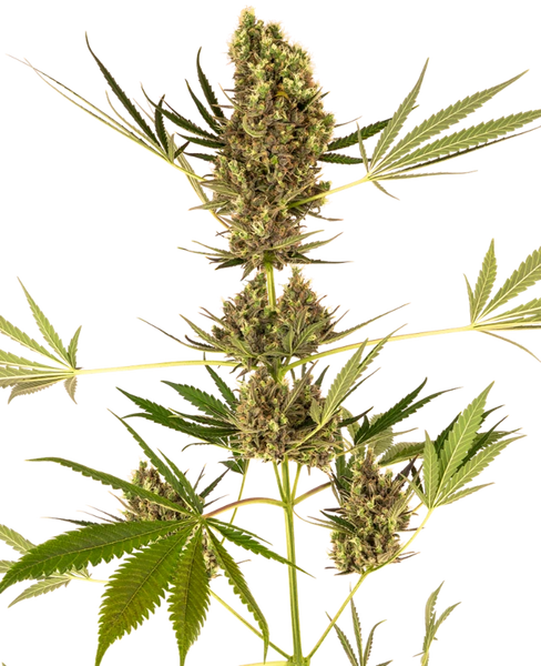 Semi di Alpine Delight CBD Automatic