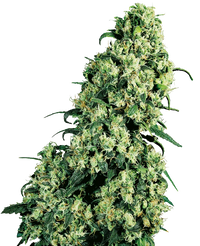 Semi di Skunk #1 Regolari