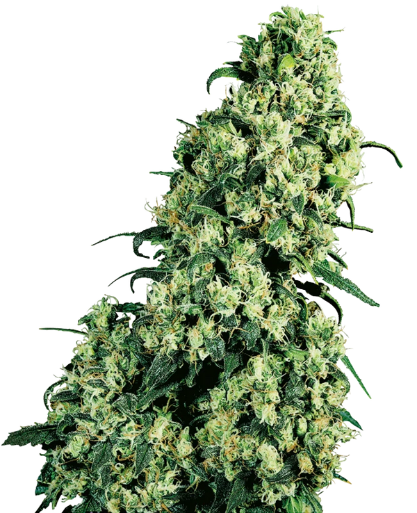Semi di Skunk #1 Regolari