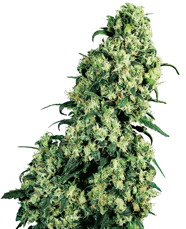 Semi di Skunk #1 Regolari