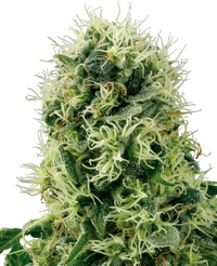 Semi di Pure Power Plant Femminizzati della White Label