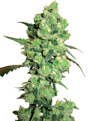 Semi di Super Skunk Regolari della White Label