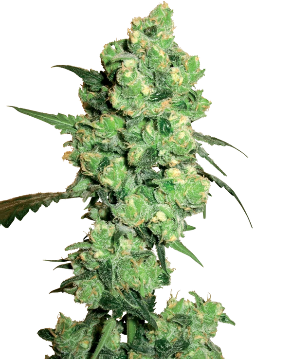 Semi di Super Skunk Regolari della White Label