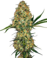 Semi di Hindu Kush Regolari