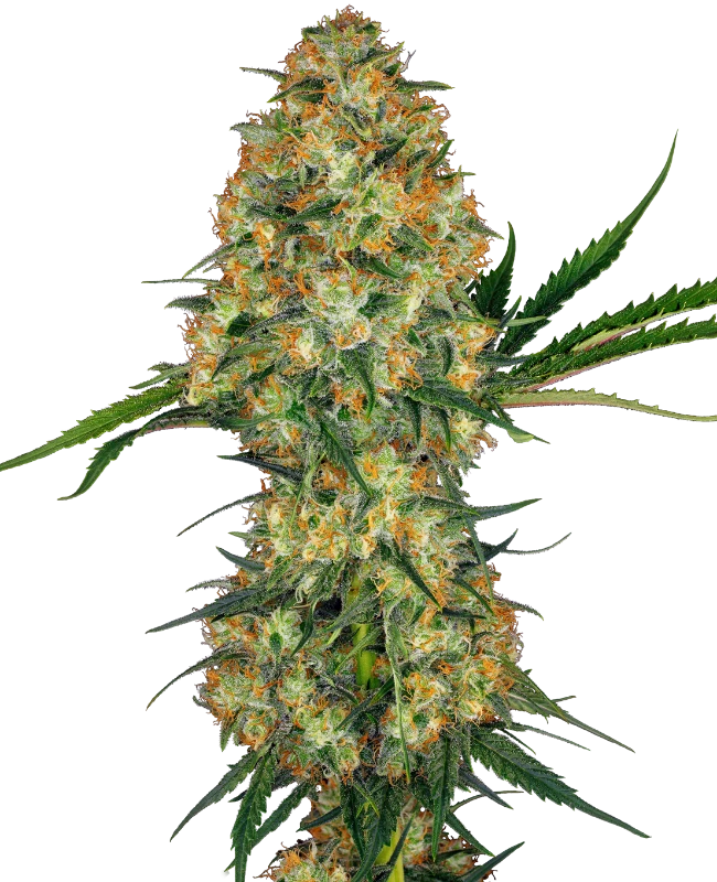 Semi di Hindu Kush Regolari
