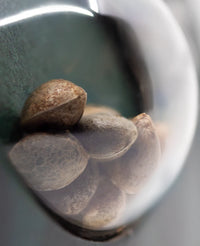 Semi di Hindu Kush Regolari