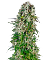 Semi di Big Bud Autofiorenti