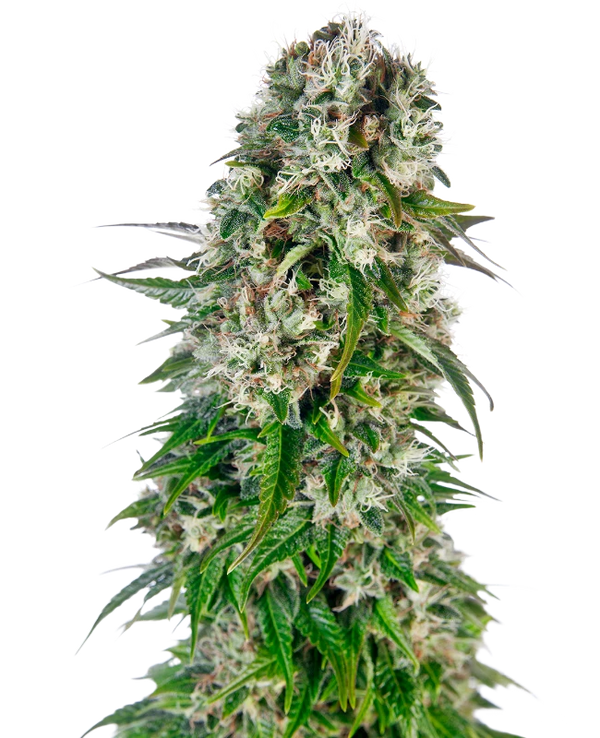 Semi di Big Bud Autofiorenti