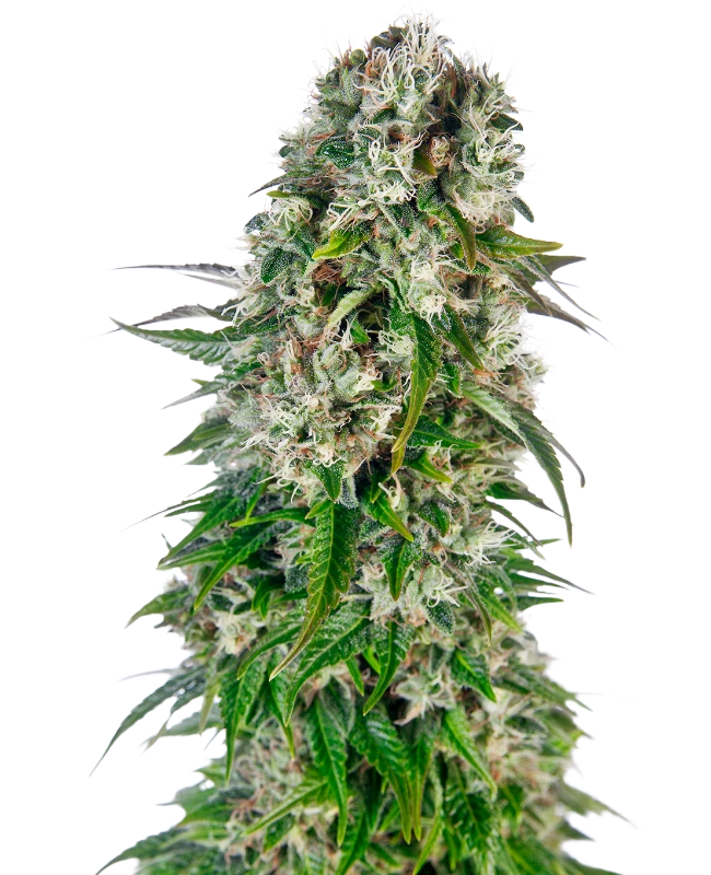 Semi di Big Bud Autofiorenti
