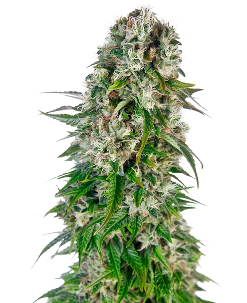 Semi di Big Bud Autofiorenti