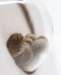 Semi di White Widow Femminizzati della White Label
