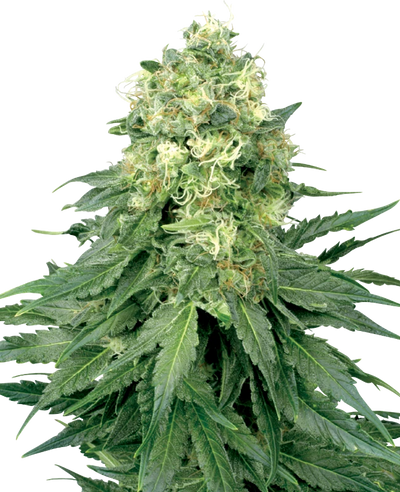Semi di White Widow Femminizzati della White Label