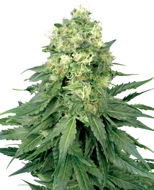 Semi di White Widow Femminizzati della White Label