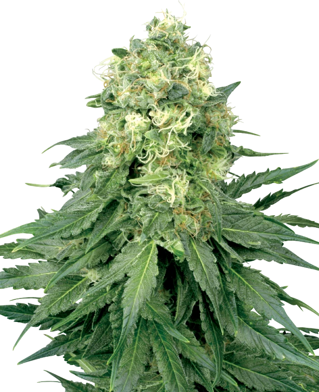 Semi di White Widow Femminizzati della White Label
