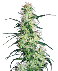Semi di Purple Haze Femminizzati della White Label