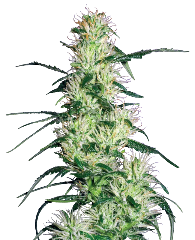 Semi di Purple Haze Femminizzati della White Label