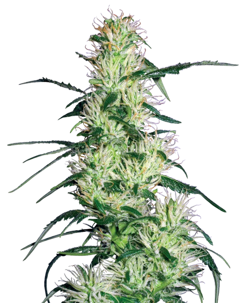 Semi di Purple Haze Femminizzati della White Label