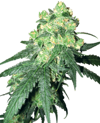 Semi di White Label Rhino