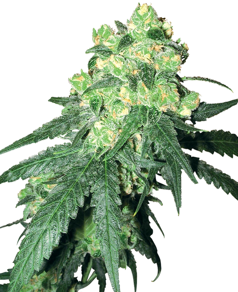 Semi di White Label Rhino