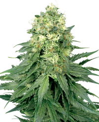 Semi di White Widow Regolari della White Label