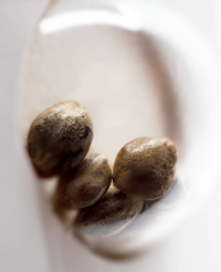 Semi di White Gold Femminizzati della White Label