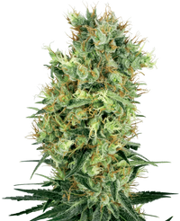 Semi di Cali Orange Bud Regolari della White Label