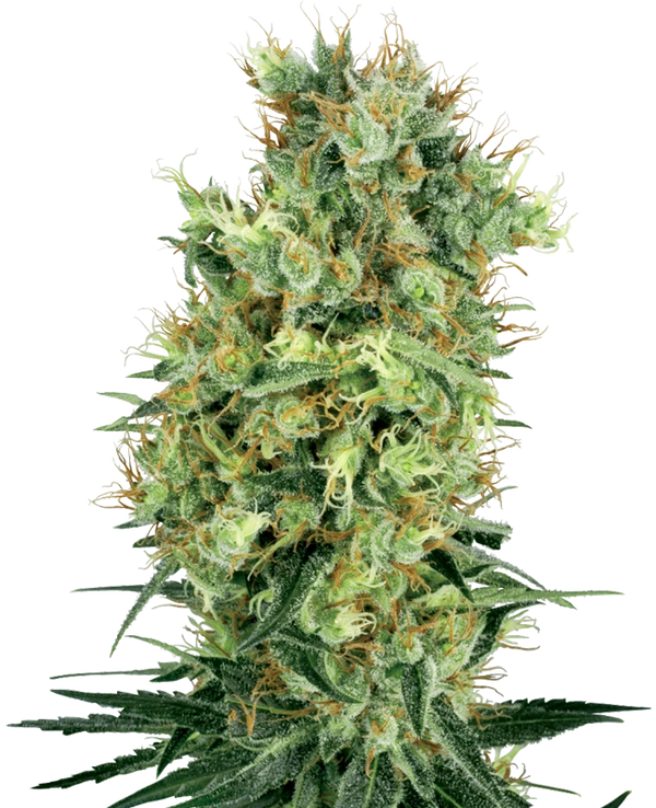 Semi di Cali Orange Bud Regolari della White Label