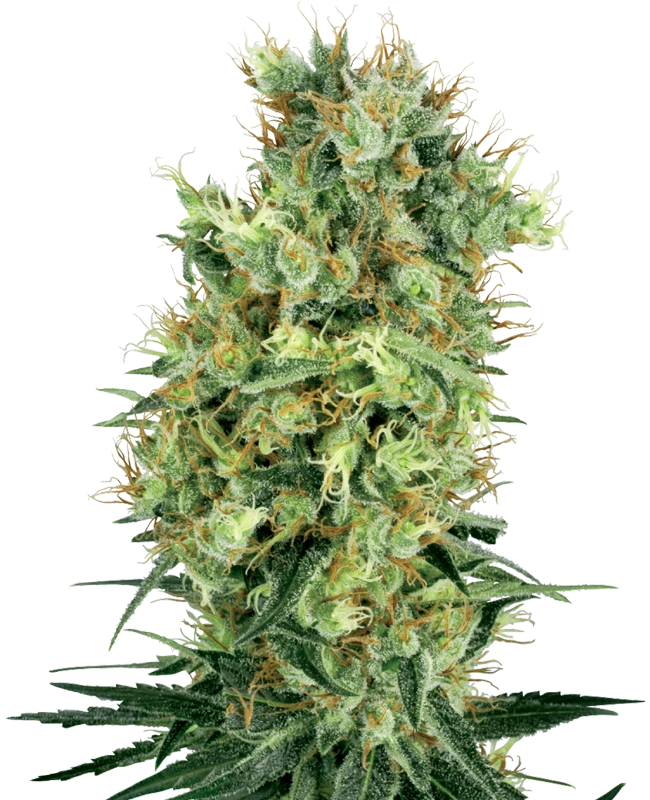 Semi di Cali Orange Bud Regolari della White Label