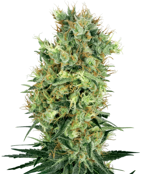 Semi di Cali Orange Bud Regolari della White Label