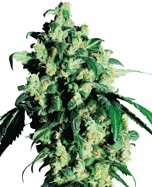 Semi di Super Skunk Regolari