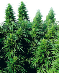 Semi di Ruderalis Skunk Regolari