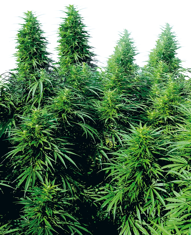 Semi di Ruderalis Skunk Regolari