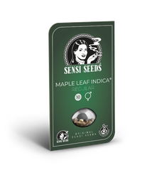 Semi di Maple Leaf Indica Regolari