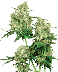 Semi di Maple Leaf Indica Regolari