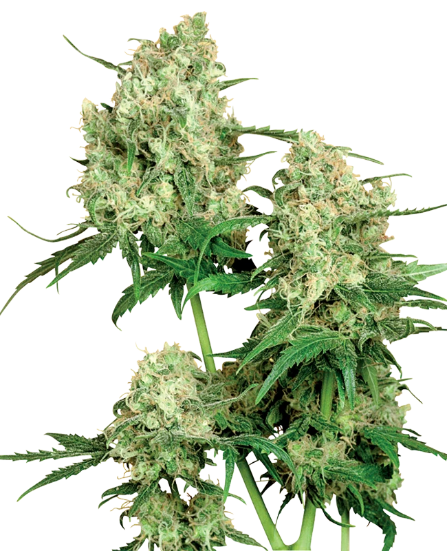 Semi di Maple Leaf Indica Regolari