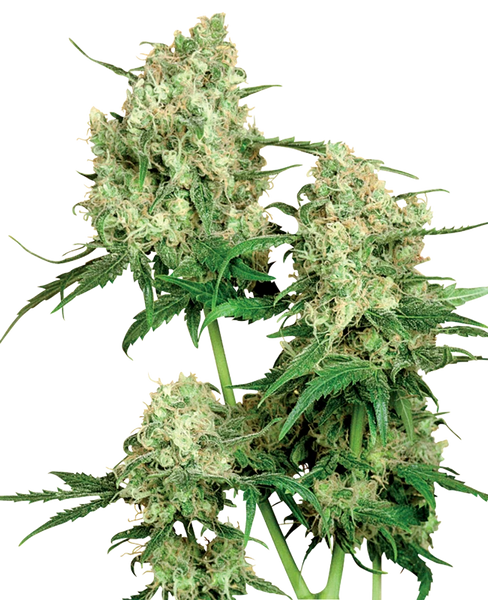 Semi di Maple Leaf Indica Regolari