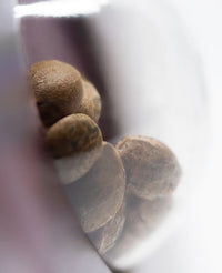 Semi di Jack Herer® Femminizzati
