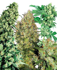 Semi di Indoor Mix Regolari