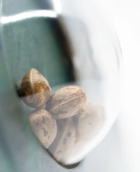 Semi di Early Pearl Regolari
