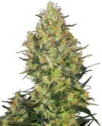 Semi di Shiva Skunk Regolari
