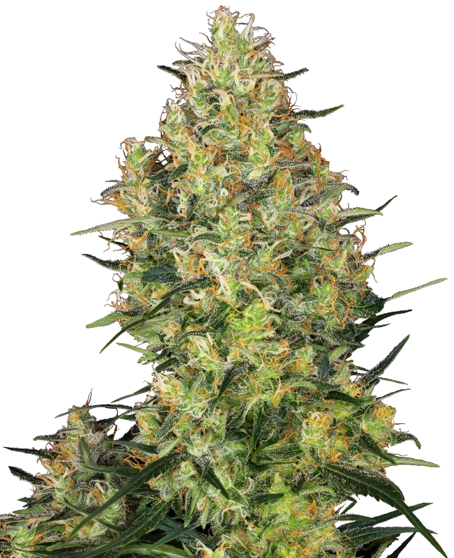 Semi di Shiva Skunk Regolari